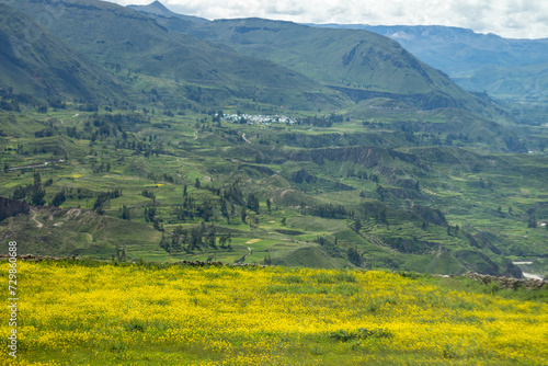 Beautiful rapeseed fields in the Andes Mountains around the Colca Canyon, Peru.
