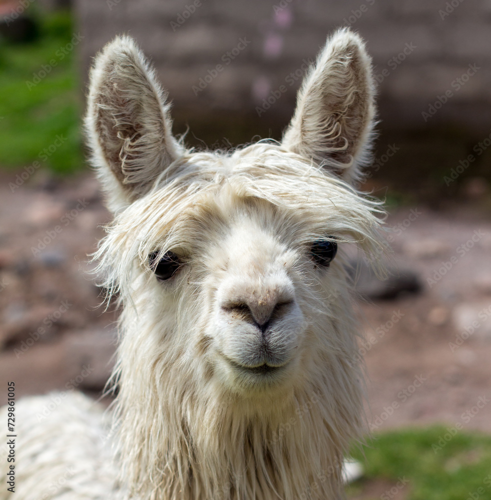 Obraz premium Close up portrait of a white llama, or lama, Pampa Cañahuas, Canahuas, Peru.