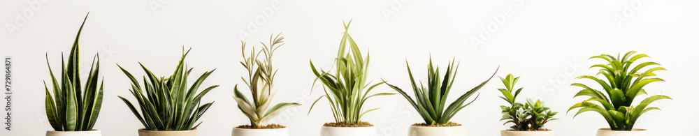 Assorted potted indoor plants on white background for decor