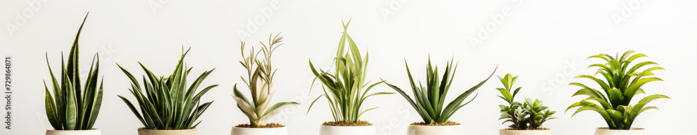Assorted potted indoor plants on white background for decor Assorted potted indoor plants on white background for decor