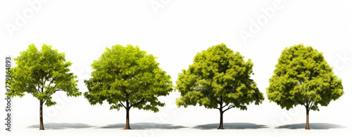 Row of lush green trees isolated on white background