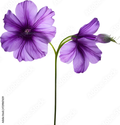 Violet flower. Close-up glowing translucent violet color flower. 