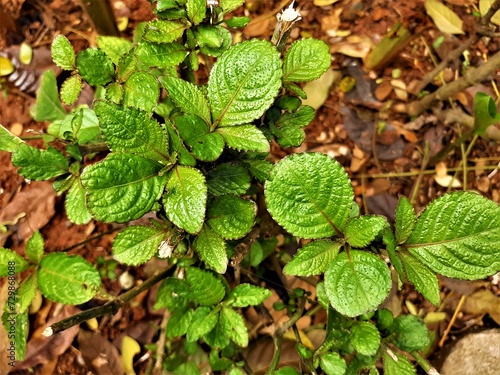 close up of green leaves of plant
