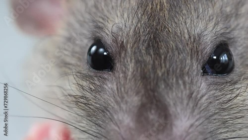 The muzzle of a brown decorative rat close-up. Macro photography of a rodent. Portrait of a pest.