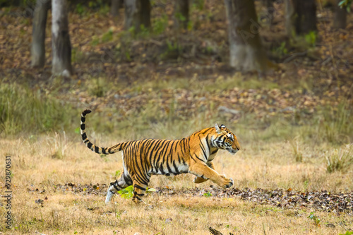 a tiger runs across the grass in the forest area of a park