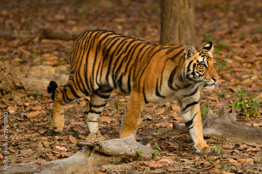 a tiger walking through the forest surrounded by leaves and fallen branches
