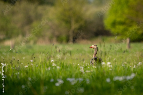 Gans auf Wiese