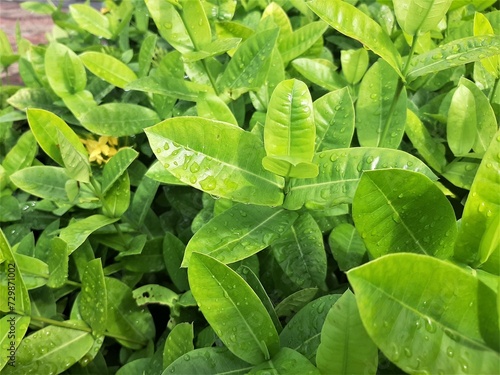Drops of water on green leaves