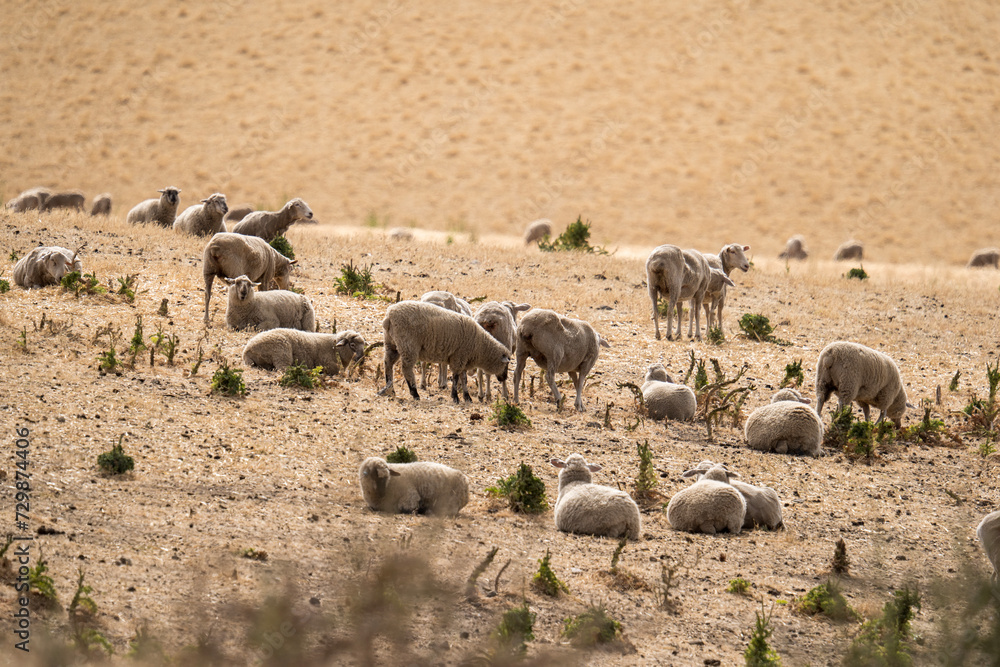 Fototapeta premium Sheeps grazing on the field