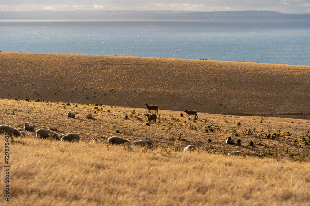 Obraz premium Sheeps grazing on the field