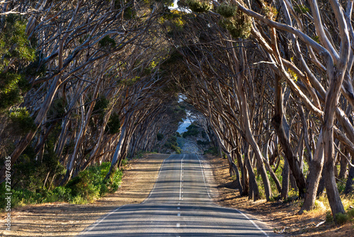 Tree-lined road on Kangaroo Island photo
