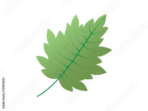 decorative leaf vector illustrations isolated on white