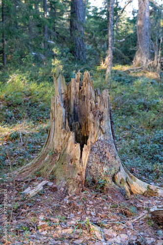 Old tree trunk making a pointy stump