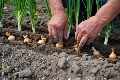 hands planting onion sets in a row of soil