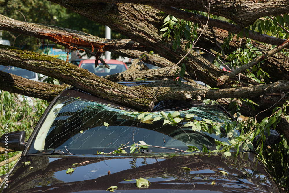Car destroyed under fallen tree after big storm Car destroyed under fallen tree after big storm