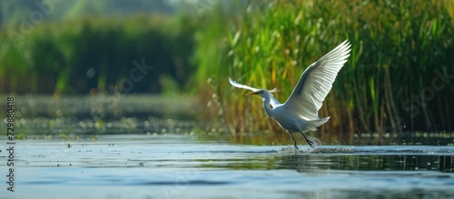 Bird on Danube Delta water, showcasing biodiversity of ecosystem conservation. photo