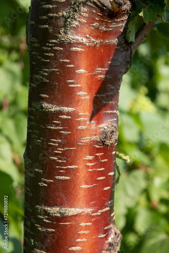 Striped bark of red cherry tree trunk on blurred summer background of green nature. Bark of prunus rufa, Prunus Serrula. photo