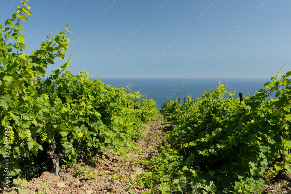 Green spring rows of grape vines in a vineyard, overlooking the blue sea. Landscape. Copy space.