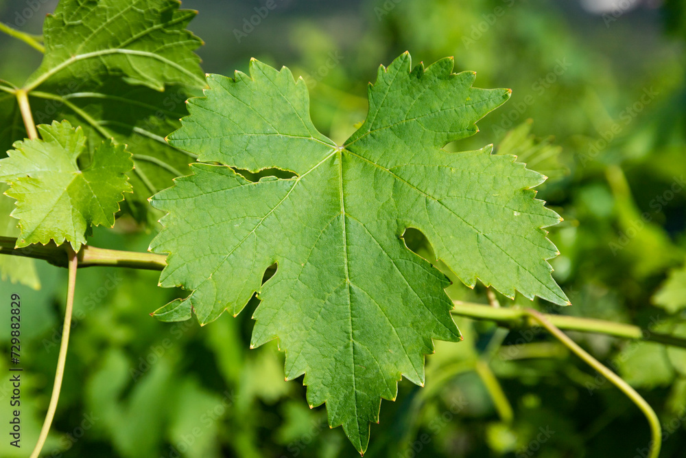 Green grape leaves on a branch, close-up. Copy space Green grape leaves on a branch, close-up. Copy space