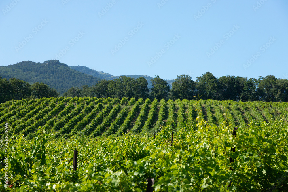 Mountain valley with green spring Vineyard, landscape. Copy space.