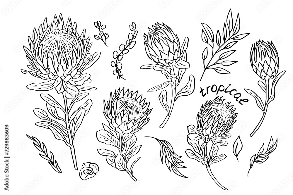 Set of tropical protea flowers black and white line art. Monochrome floral collection. Set of tropical protea flowers black and white line art. Monochrome floral collection.