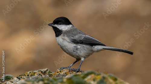 sombre tit perching on a rock