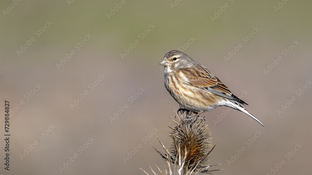 Common Linnet bird perching on branch Common Linnet bird perching on branch