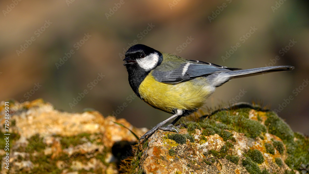 Naklejka premium great tit perching on a rock 