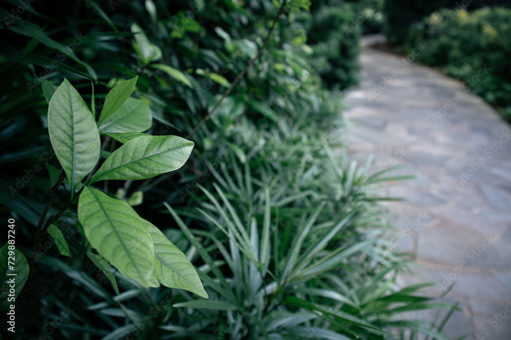 detail of plant in forest or garden, beautiful texture of tree leaf, shallow depth of field detail of plant in forest or garden, beautiful texture of tree leaf, shallow depth of field