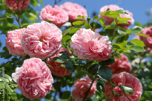 Beautiful pink english climbing roses in bright sunshine in the perennial cottage garden in summer.