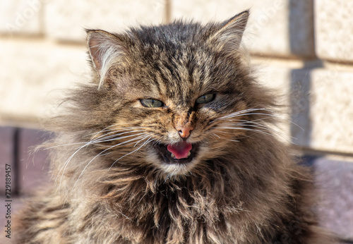 Portrait of a cat with an open mouth