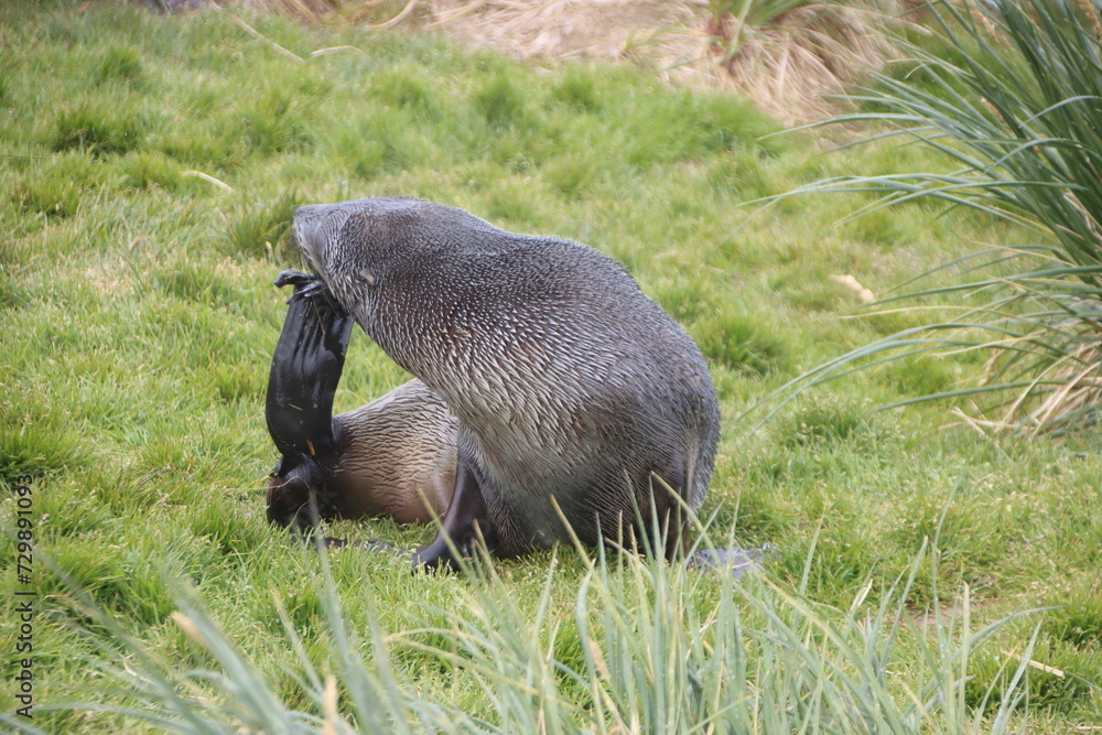 Naklejka premium Antarctic Fur Seal (Arctocephalus gazella), Grytviken, South Georgia.