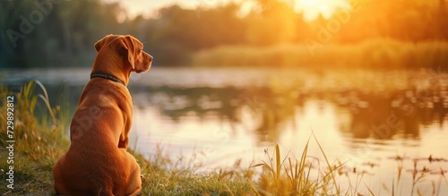 Rhodesian Ridgeback dog observing a serene body of water with a magical, nostalgic ambiance during a warm summer, filled with gratitude. photo