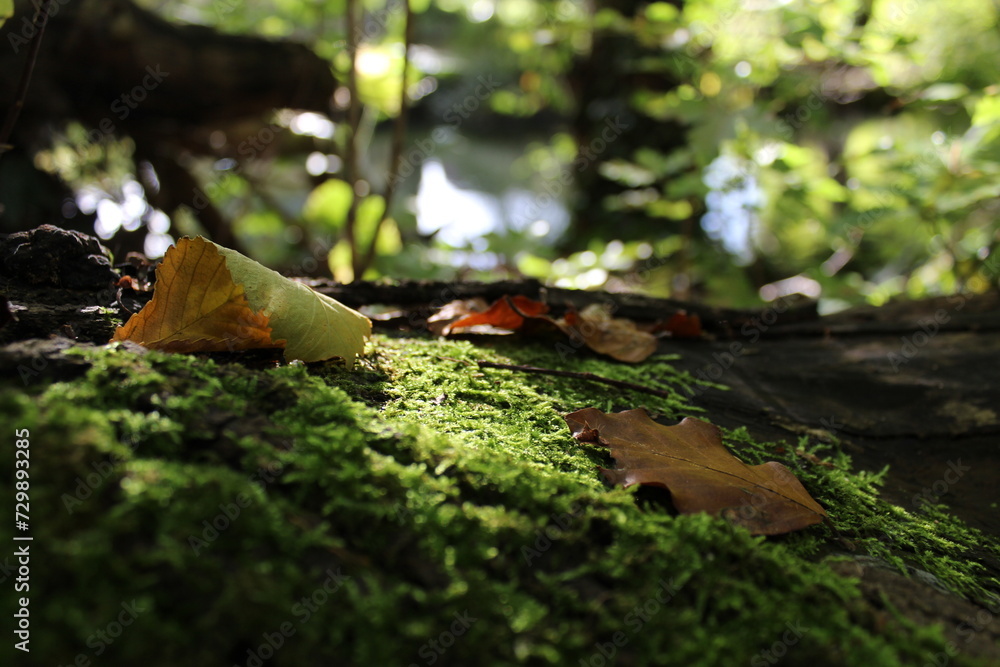 A moss-covered log lying on the riverbank, harboring various dry leaves and tree seeds that didn't reach their destination, the log is obstructing the path of a natural and untouched forest. A moss-covered log lying on the riverbank, harboring various dry leaves and tree seeds that didn't reach their destination, the log is obstructing the path of a natural and untouched forest.