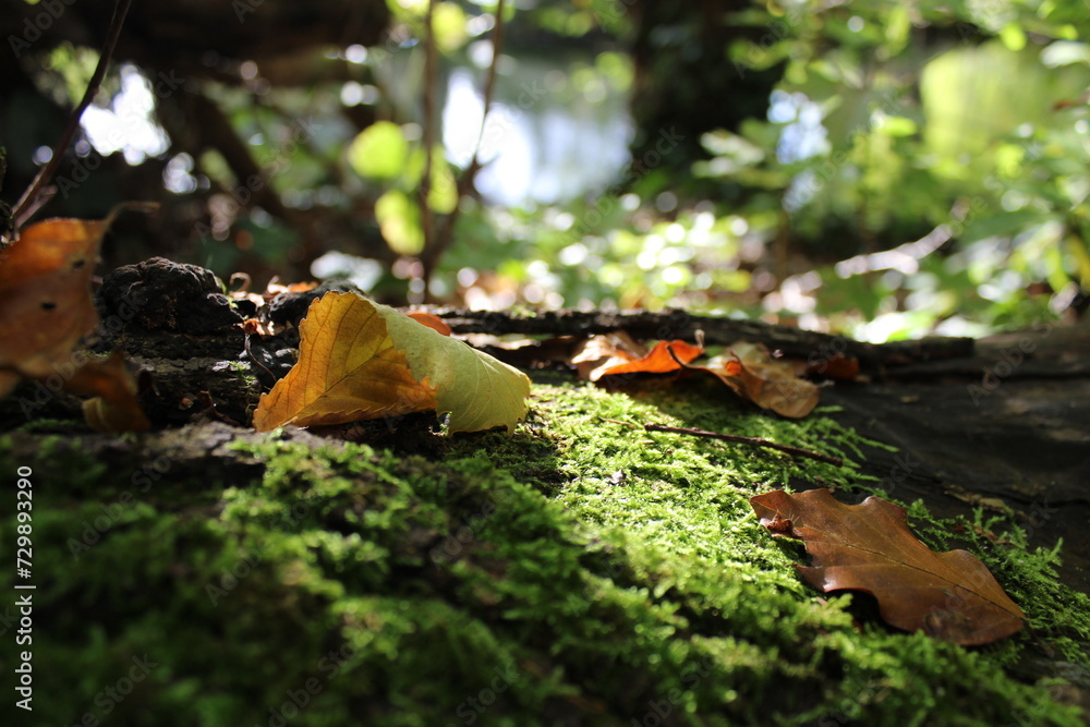 Moss-covered log, harboring various dry leaves and tree seeds that didn't reach their destination, the log is obstructing the path of a natural and untouched forest. Moss-covered log, harboring various dry leaves and tree seeds that didn't reach their destination, the log is obstructing the path of a natural and untouched forest.