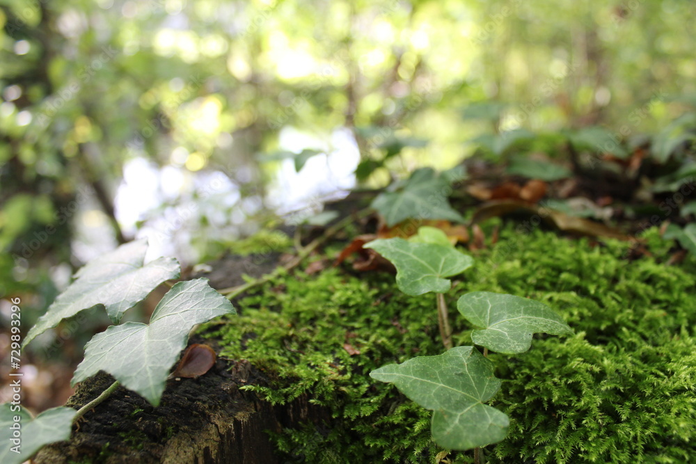 A moss-covered log lying on the riverbank, harboring various dry leaves and tree seeds that didn't reach their destination, the log is obstructing the path of a natural and untouched forest A moss-covered log lying on the riverbank, harboring various dry leaves and tree seeds that didn't reach their destination, the log is obstructing the path of a natural and untouched forest