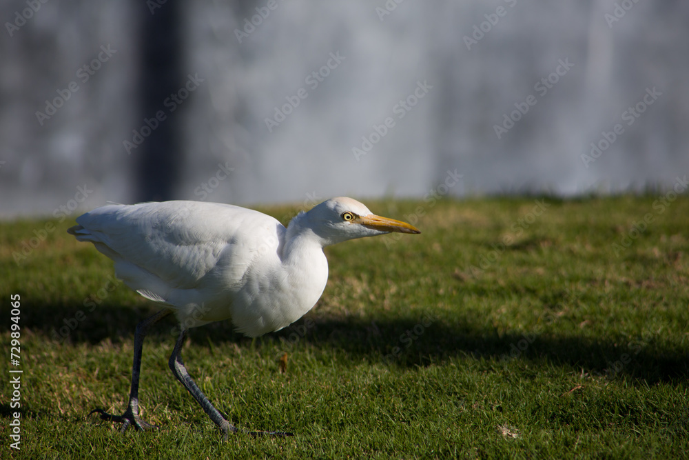 Cattle egret looks for insects in the grass. White egret hunting in the park Cattle egret looks for insects in the grass. White egret hunting in the park