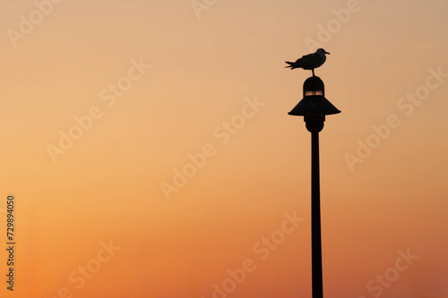 Silhouette of a seagull at dawn in the port.
