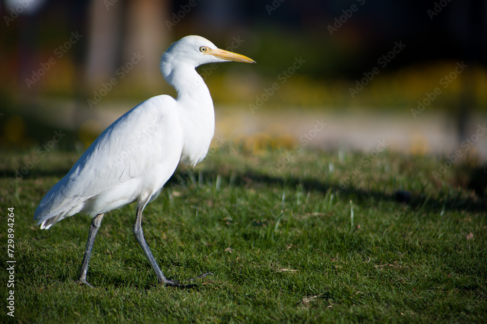 White heron walks across the lawn looking for food in the grass. Close up photo of a bird hunting insects in the park White heron walks across the lawn looking for food in the grass. Close up photo of a bird hunting insects in the park