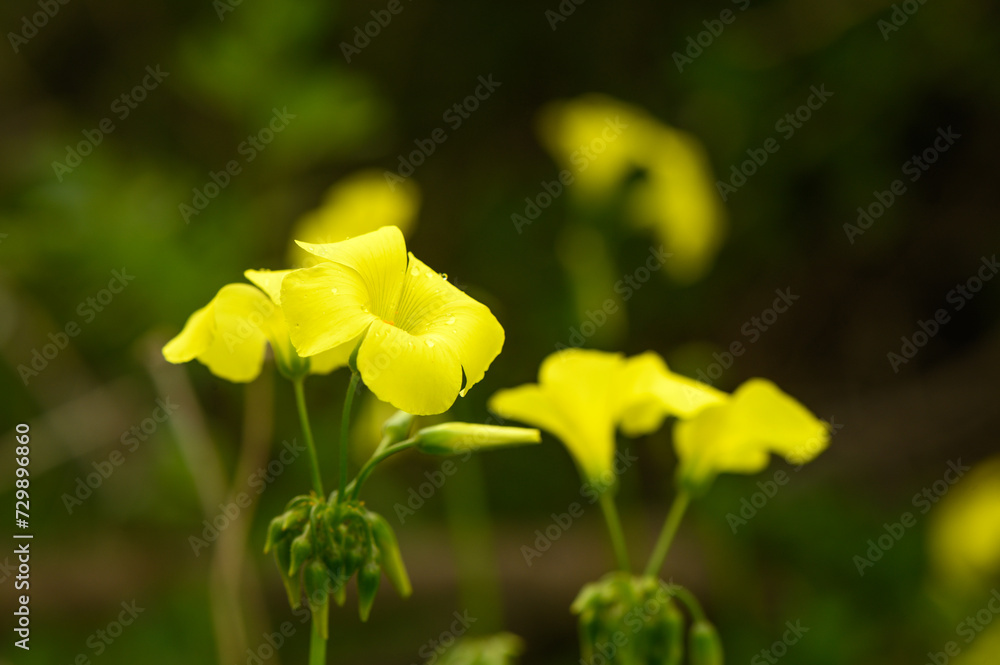yellow wildflowers in Cyprus in winter on a sunny day 3 yellow wildflowers in Cyprus in winter on a sunny day 3