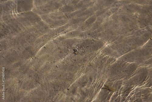 Hermit crab underwater in shallow water in the sand looking for a new shell home