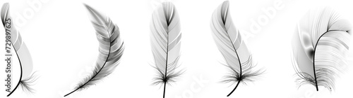 Set of realistic vector goose or swan feathers of various shapes. Ecological feather filler for pillows, blankets or jackets.Vector concept design,line art.