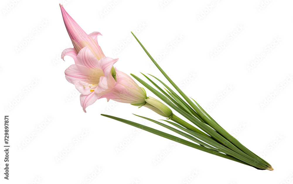 Fototapeta premium Gladiolus flower on a White or Clear Surface PNG Transparent Background.