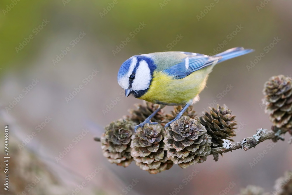 Obraz premium A cute blue tit sits on a nice larch twig with cones. Cyanistes caeruleus. Portrait of a colorful titmouse.