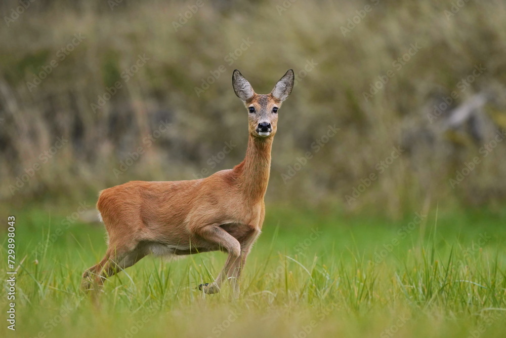 A beautiful roe deer stands in the meadow. Capreolus capreolus. 