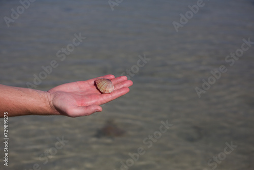 Scallop in a shell with red stripes on a man hand against the backdrop of the sea in Egypt © malazoniia