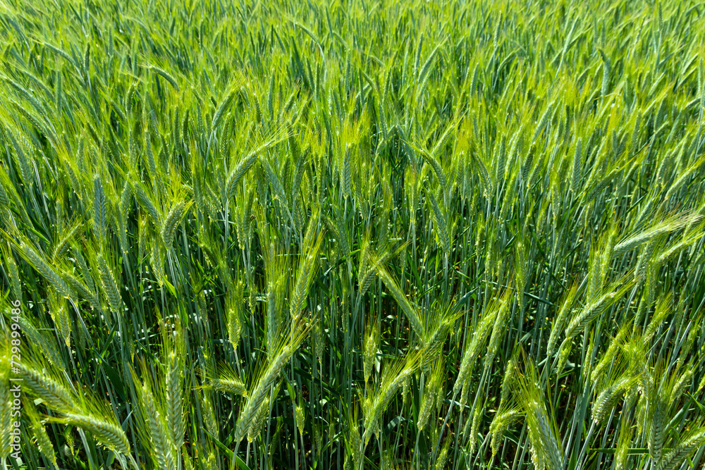 Green spikelets of wheat in the agricultural field. Background. Green spikelets of wheat in the agricultural field. Background.