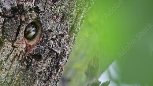 Close up of young woodpecker on nest (Dendrocopos major) photo