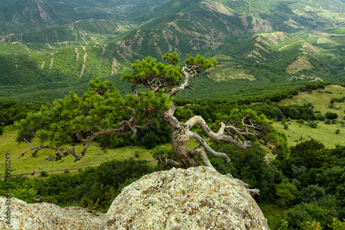 Crooked relic tree Pine grows on the edge of a mountain cliff, against the backdrop of green mountains. Mountain landscape. Soft focus.