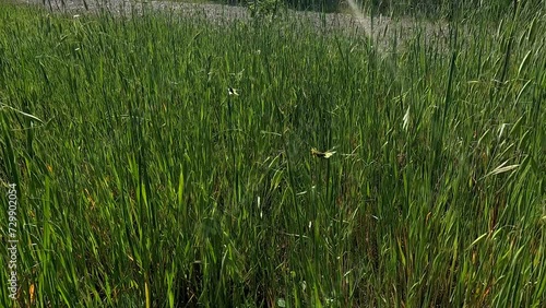 Libelloides coccajus, inseguimento tra l'erba photo